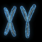 sex-chromosomes